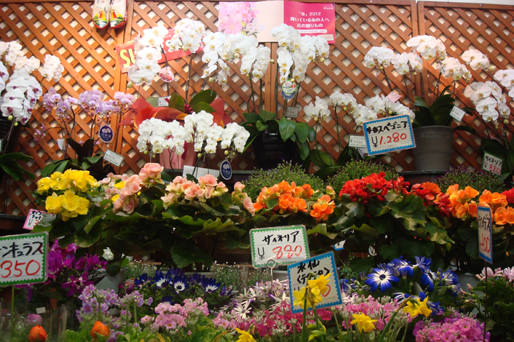 東京フラワーマーケット